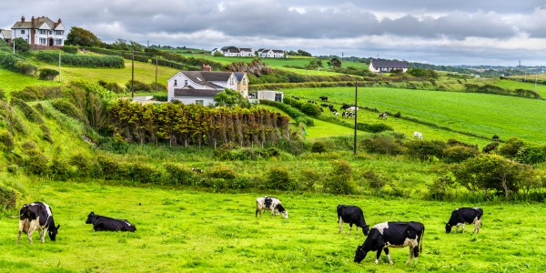 Herd of cows in pasture in County Antrim of Northern Ireland